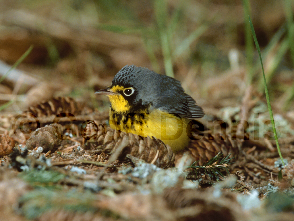 CAWA-AF_Canada-Warbler