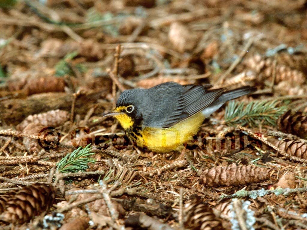CAWA-AG_Canada-Warbler