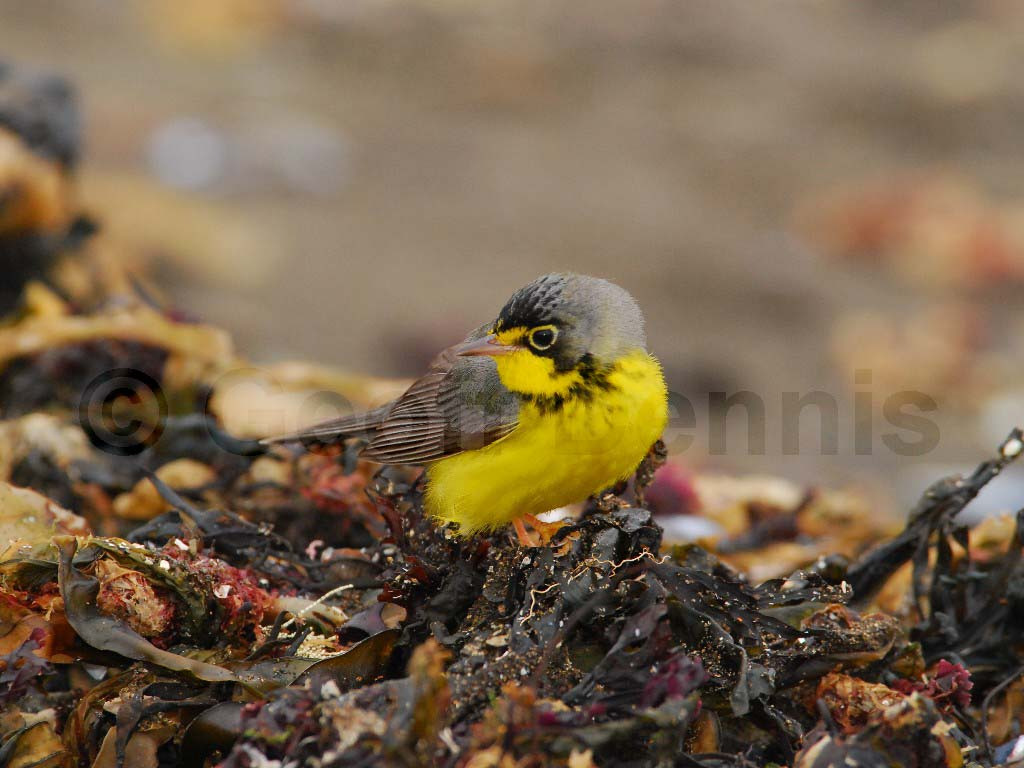 CAWA-AH_Canada-Warbler