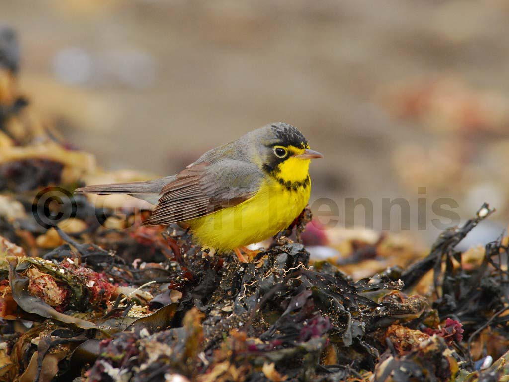 CAWA-AI_Canada-Warbler