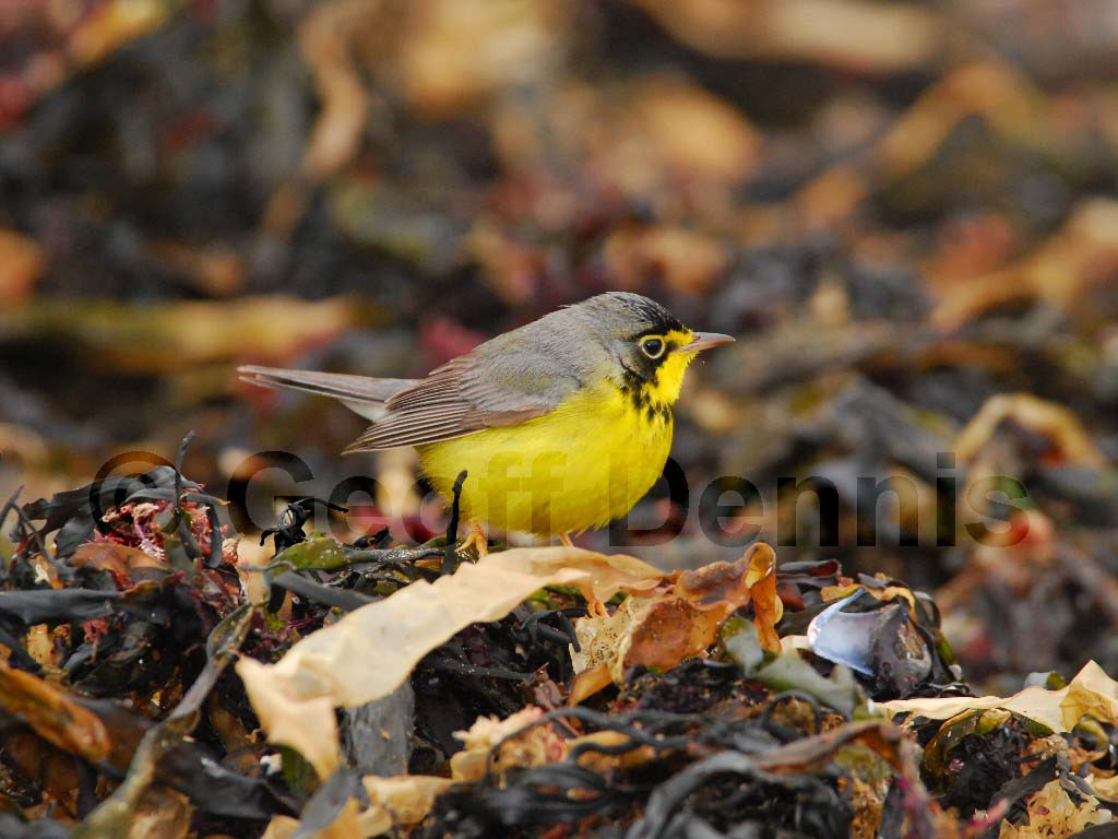 CAWA-AJ_Canada-Warbler