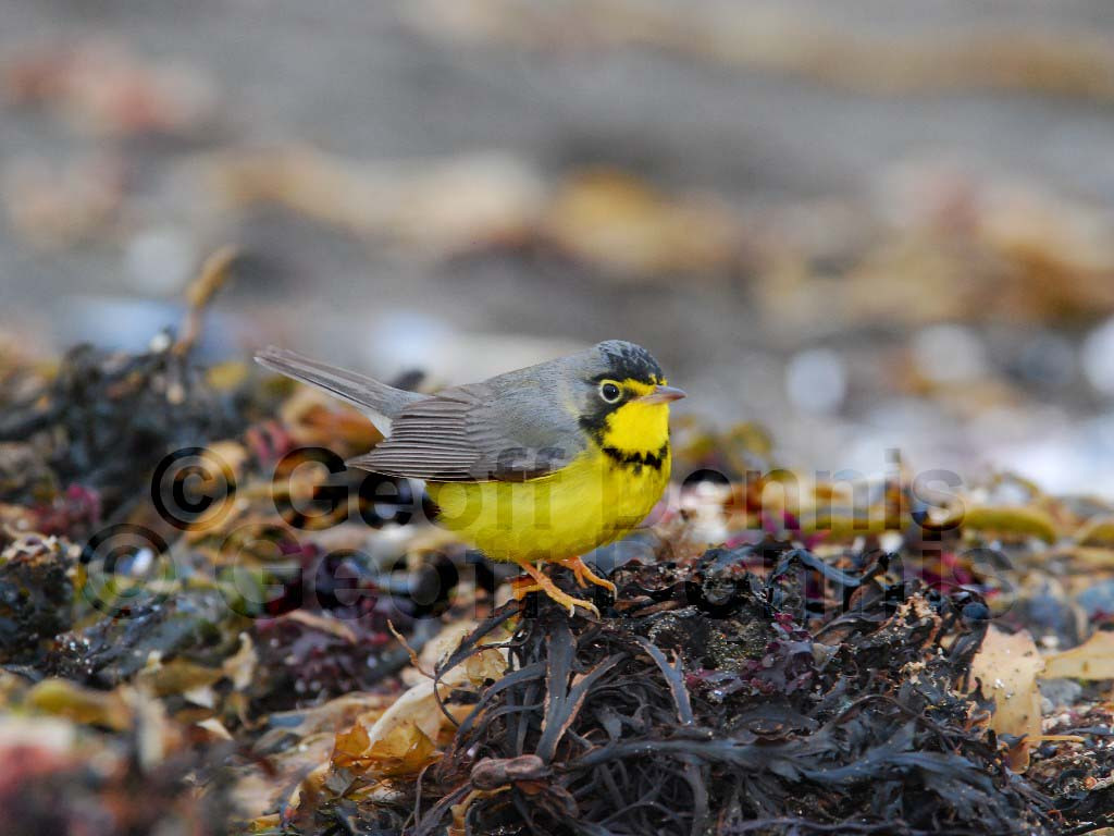 CAWA-AK_Canada-Warbler
