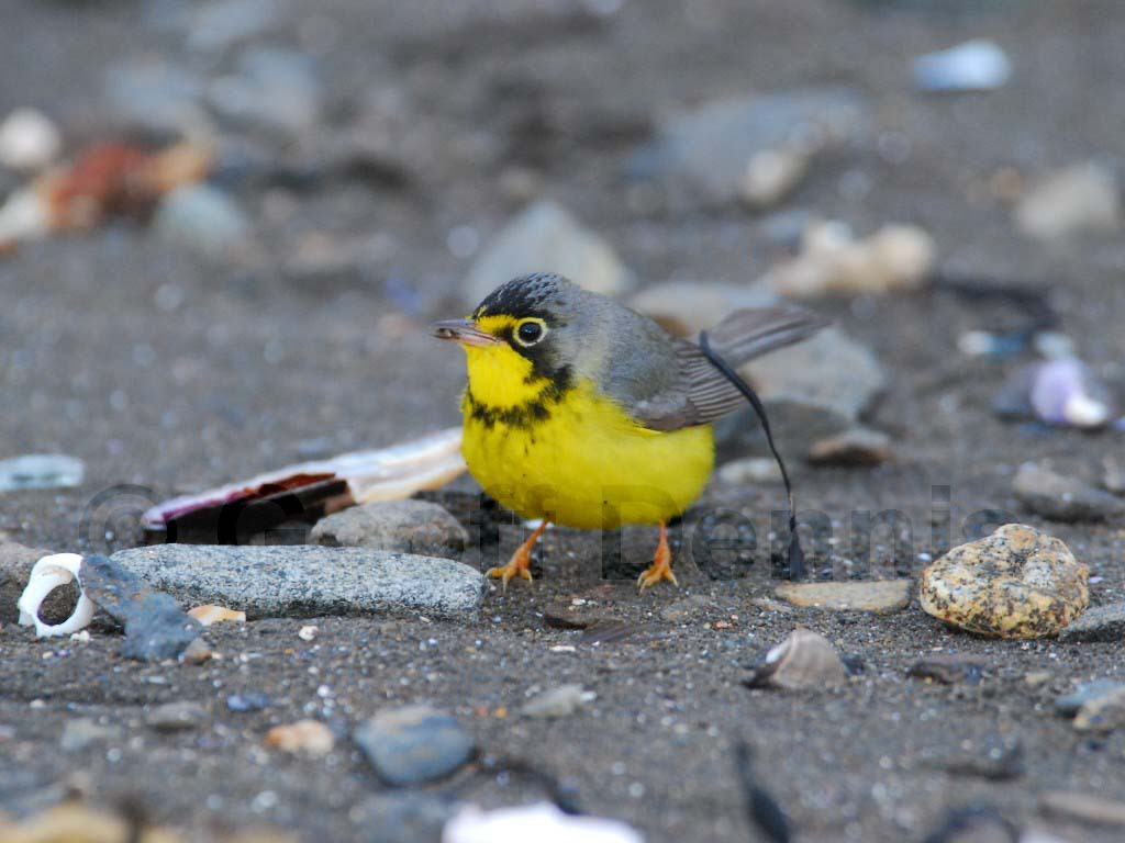 CAWA-AL_Canada-Warbler