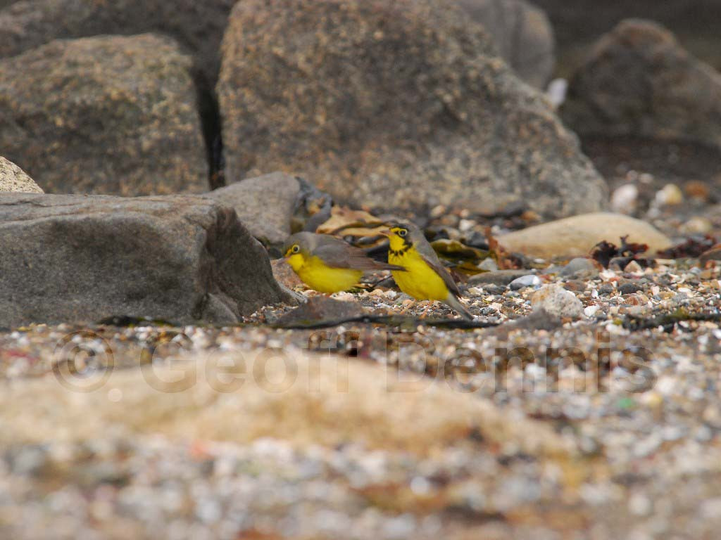 CAWA-AM_Canada-Warbler