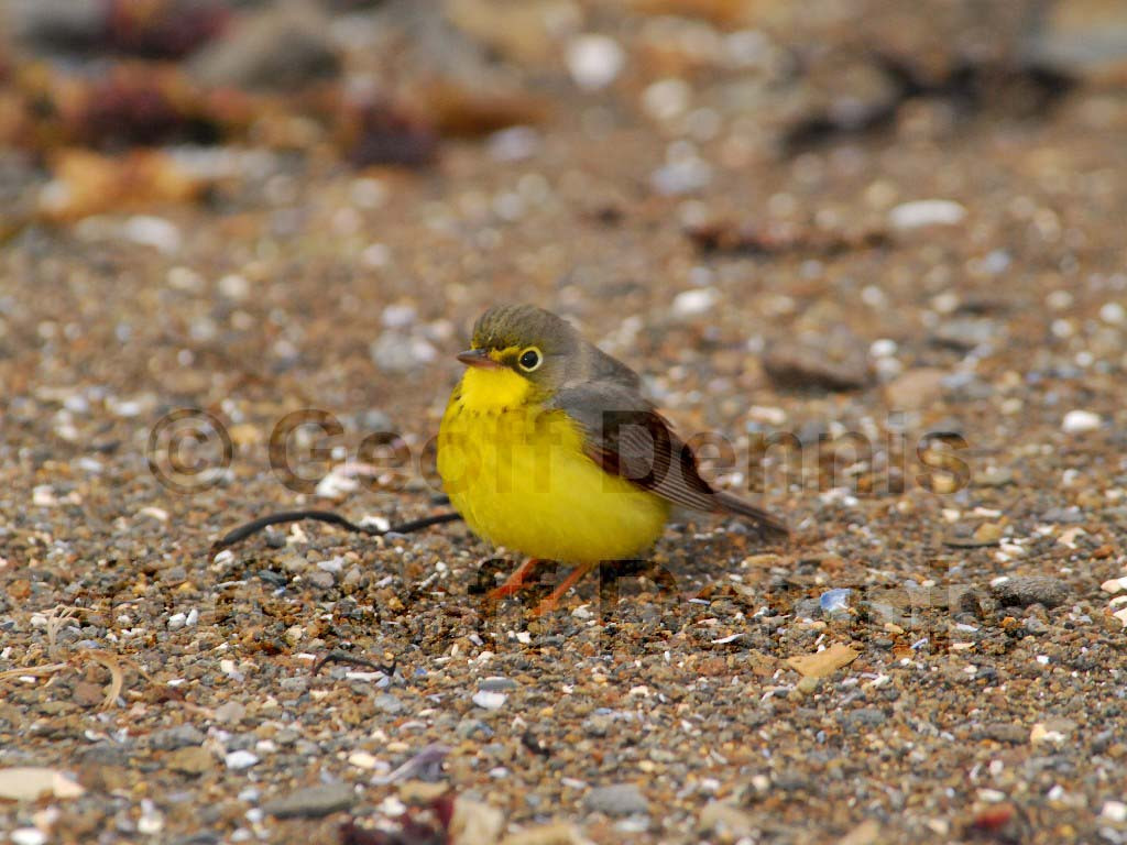 CAWA-AN_Canada-Warbler