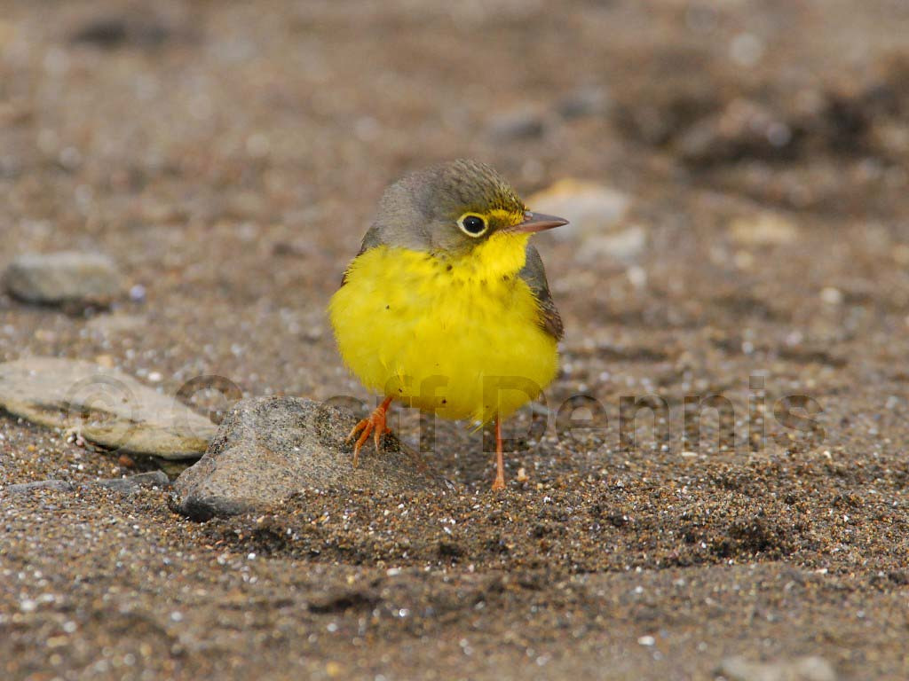 CAWA-AO_Canada-Warbler