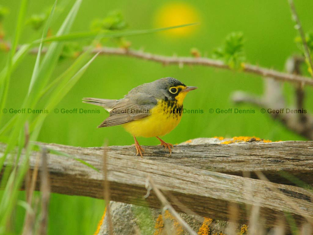 CAWA-AP_Canada-Warbler