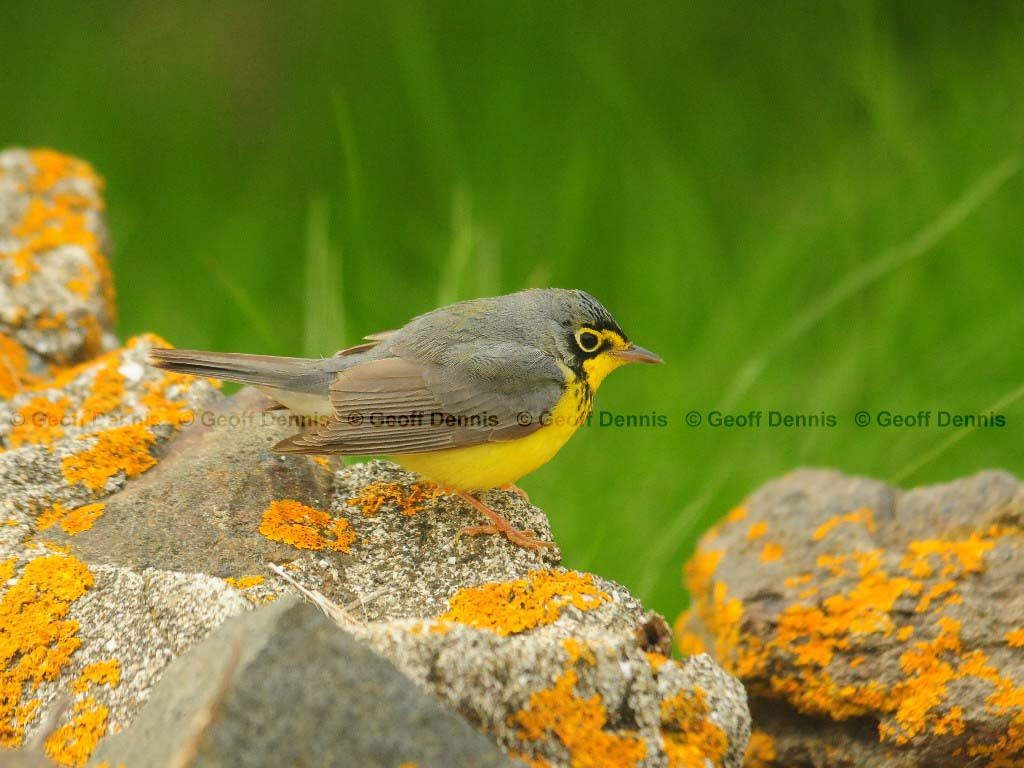 CAWA-AQ_Canada-Warbler