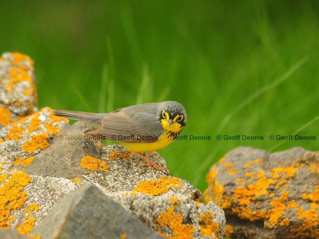 CAWA-AR_Canada-Warbler