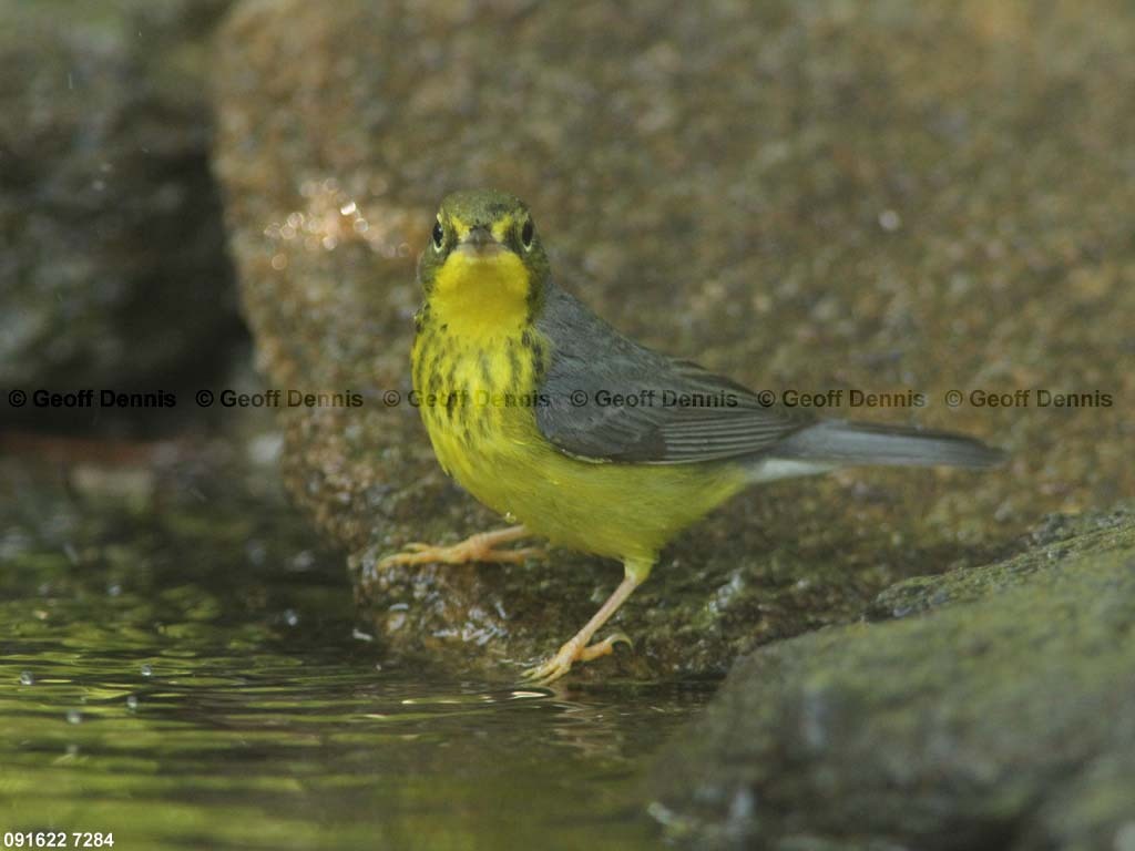 CAWA-AS_Canada-Warbler