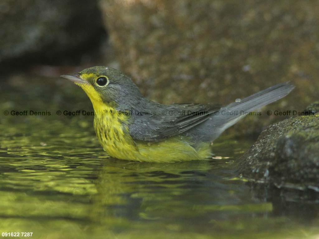 CAWA-AT_Canada-Warbler