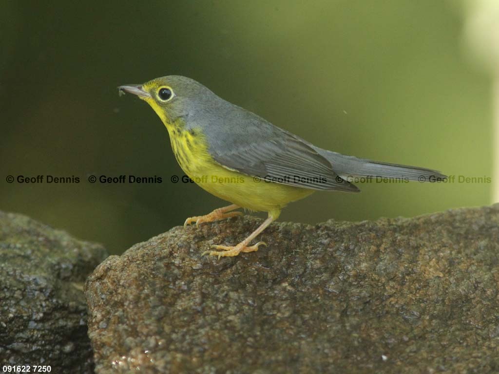 CAWA-AU_Canada-Warbler