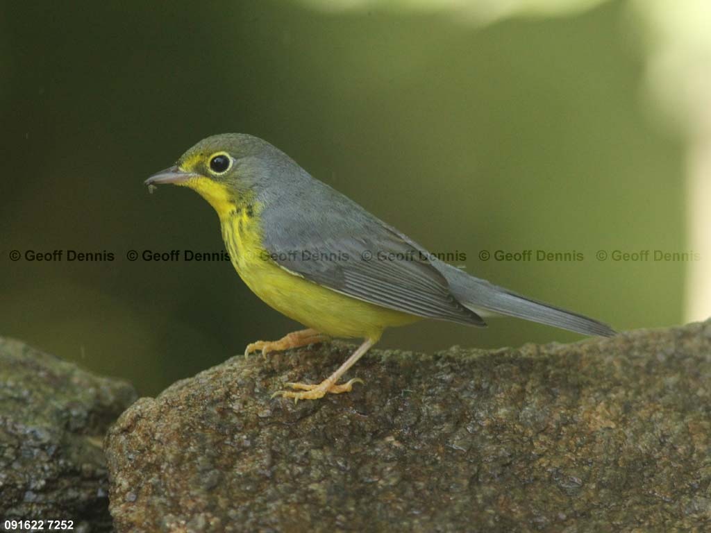 CAWA-AV_Canada-Warbler