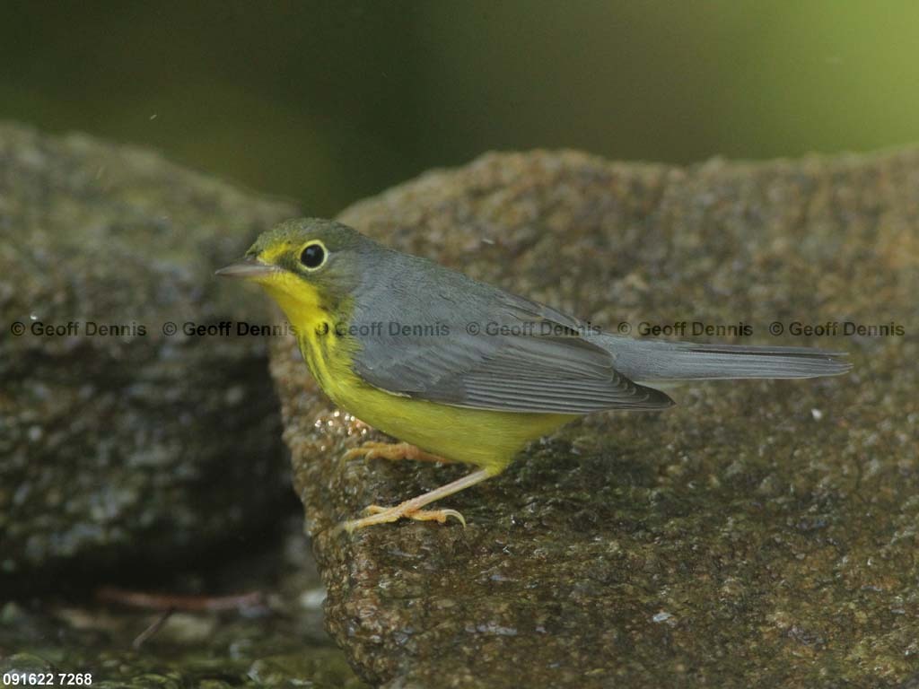 CAWA-AW_Canada-Warbler