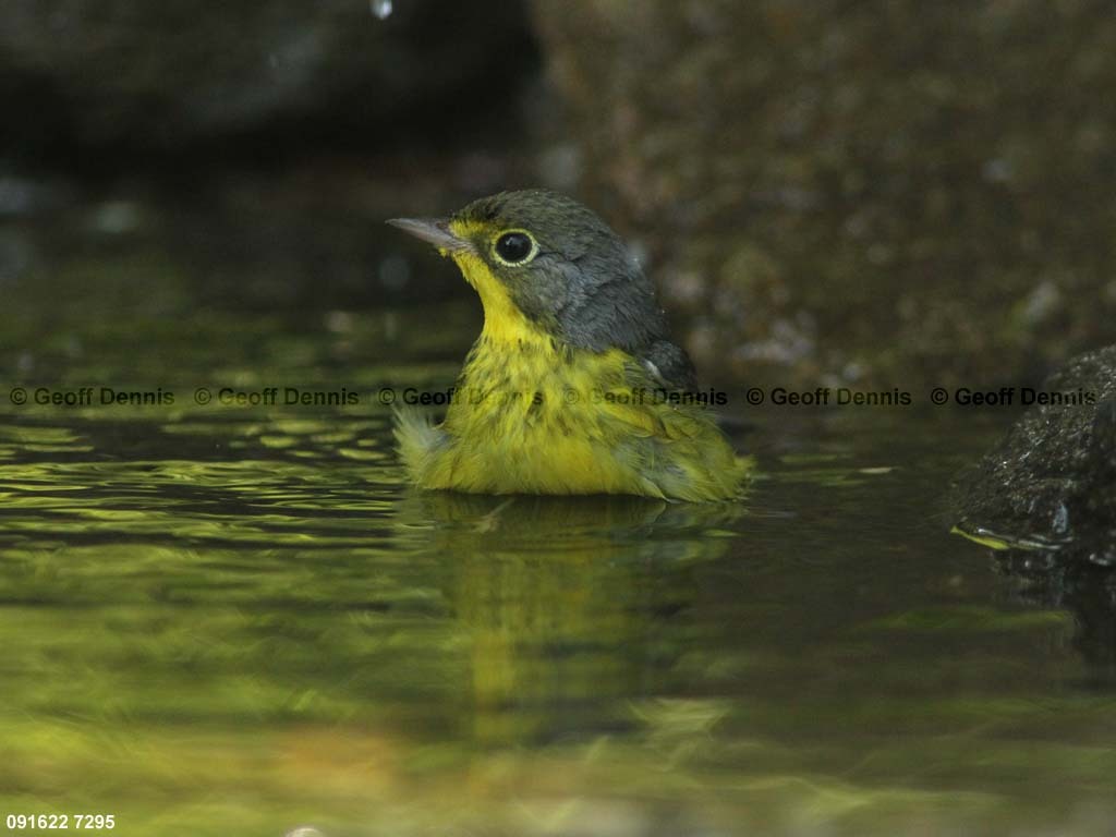 CAWA-AS_Canada-Warbler