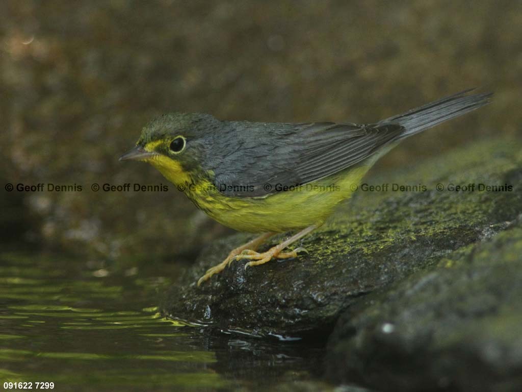 CAWA-AY_Canada-Warbler