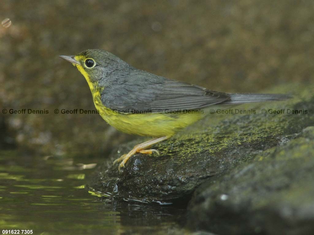 CAWA-AZ_Canada-Warbler