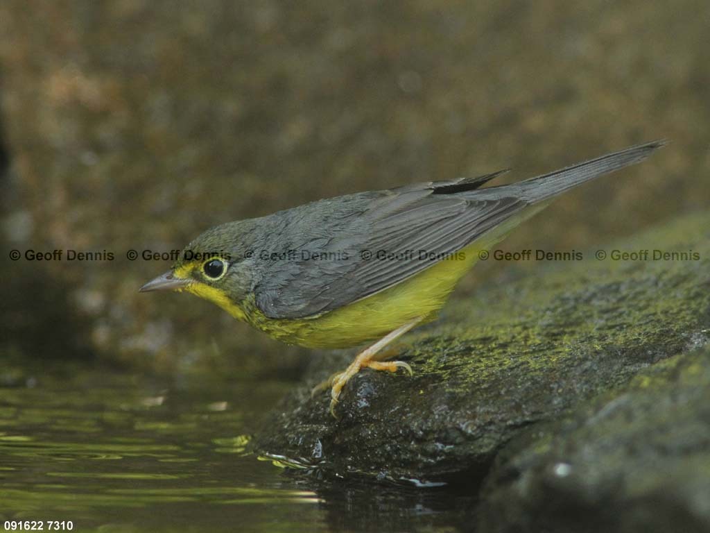 CAWA-BA_Canada-Warbler