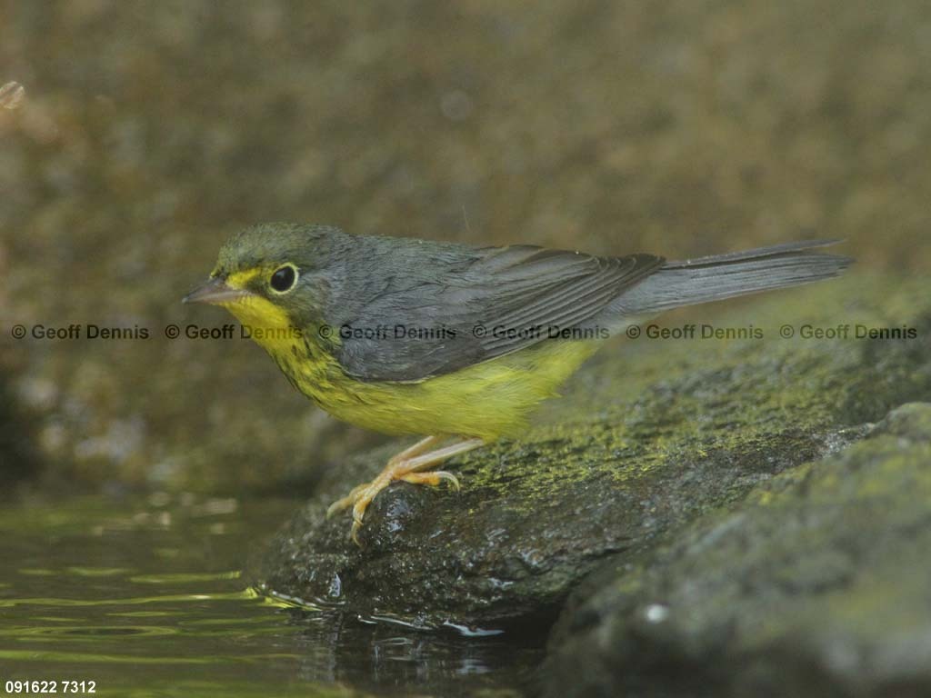 CAWA-BB_Canada-Warbler