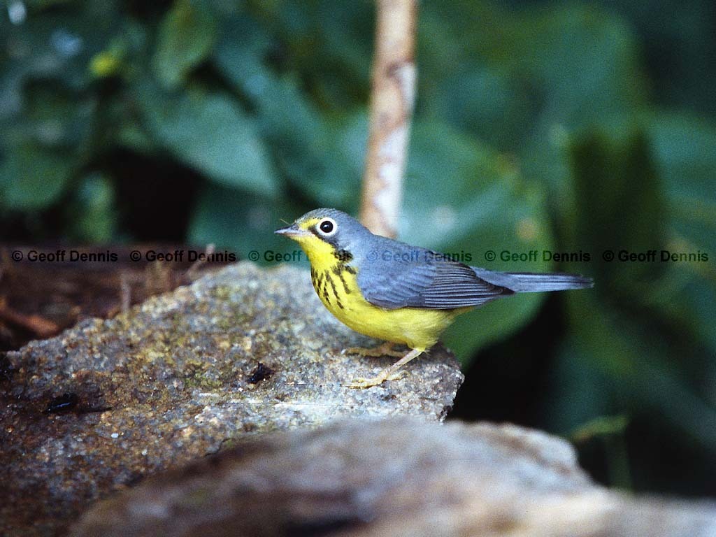 CAWA-BC_Canada-Warbler