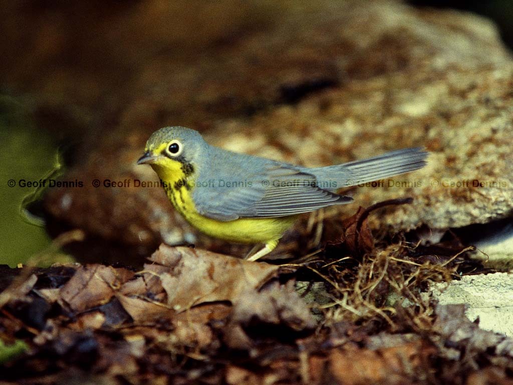 CAWA-BD_Canada-Warbler
