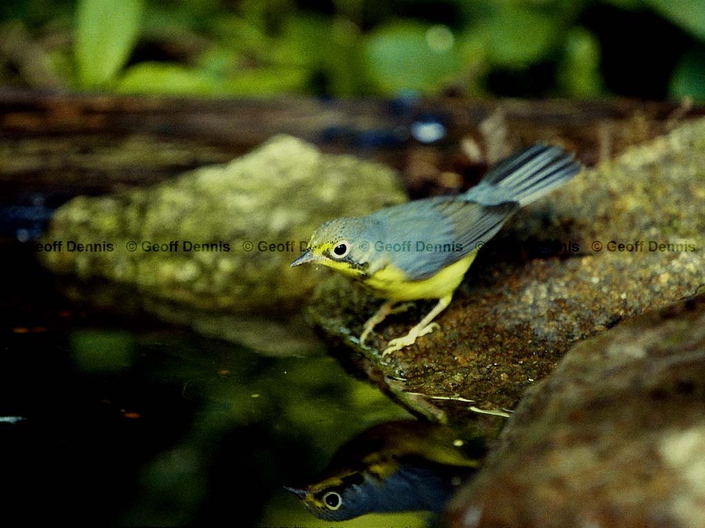 CAWA-BE_Canada-Warbler