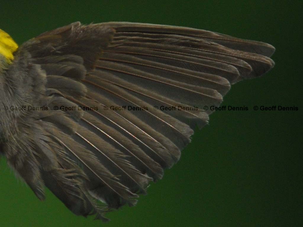 CAWA-BF_Canada-Warbler