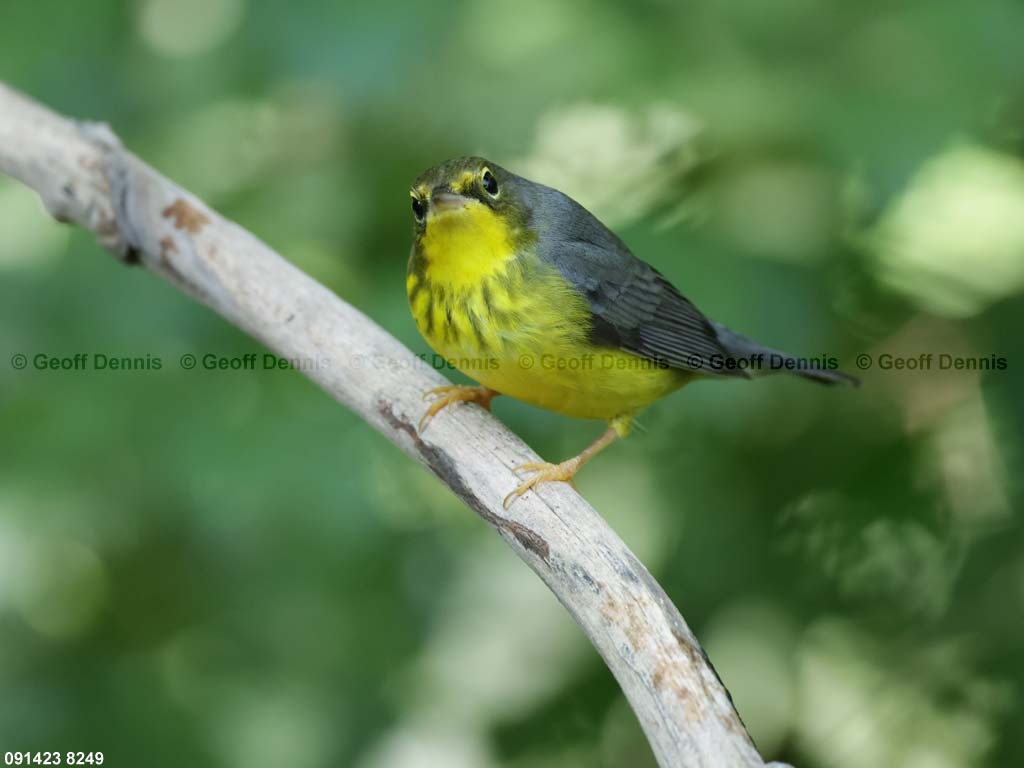 CAWA-BG_Canada-Warbler