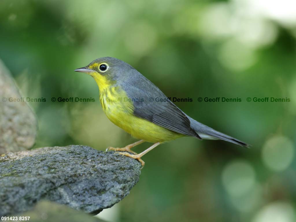 CAWA-BH_Canada-Warbler