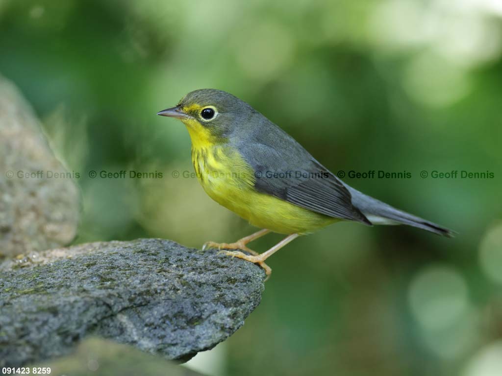 CAWA-BI_Canada-Warbler