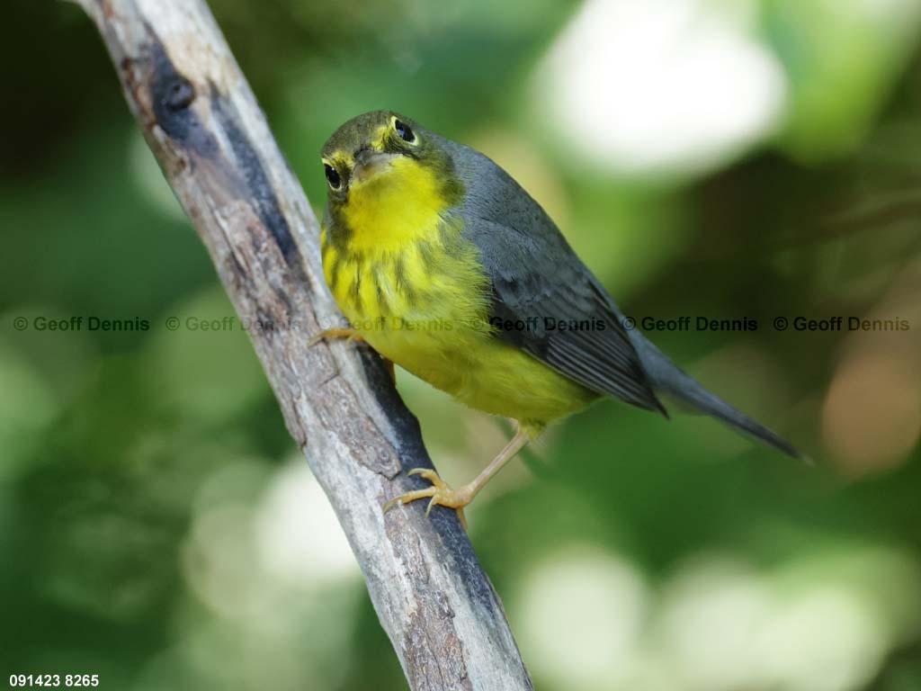 CAWA-BJ_Canada-Warbler