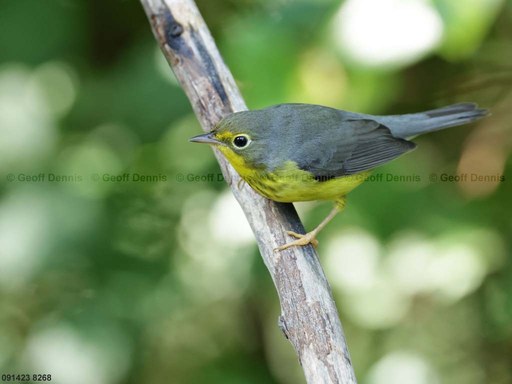 CAWA-BK_Canada-Warbler