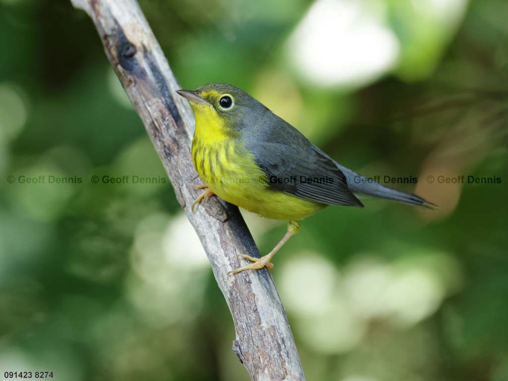 CAWA-BL_Canada-Warbler
