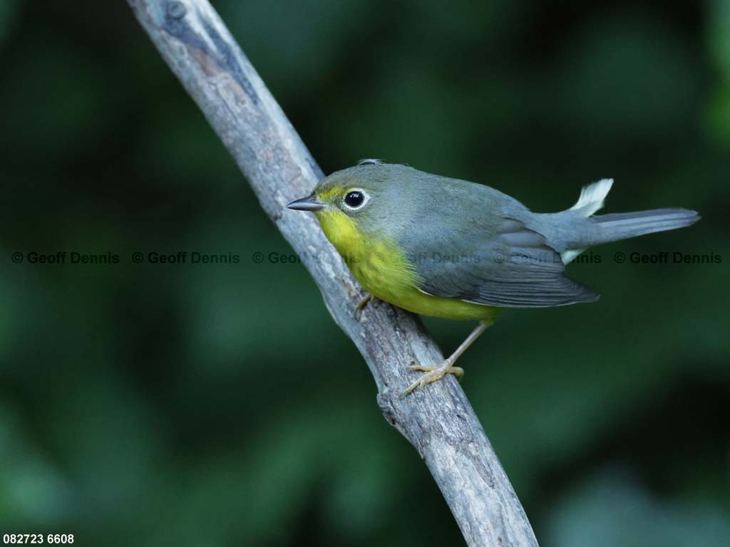 CAWA-BM_Canada-Warbler
