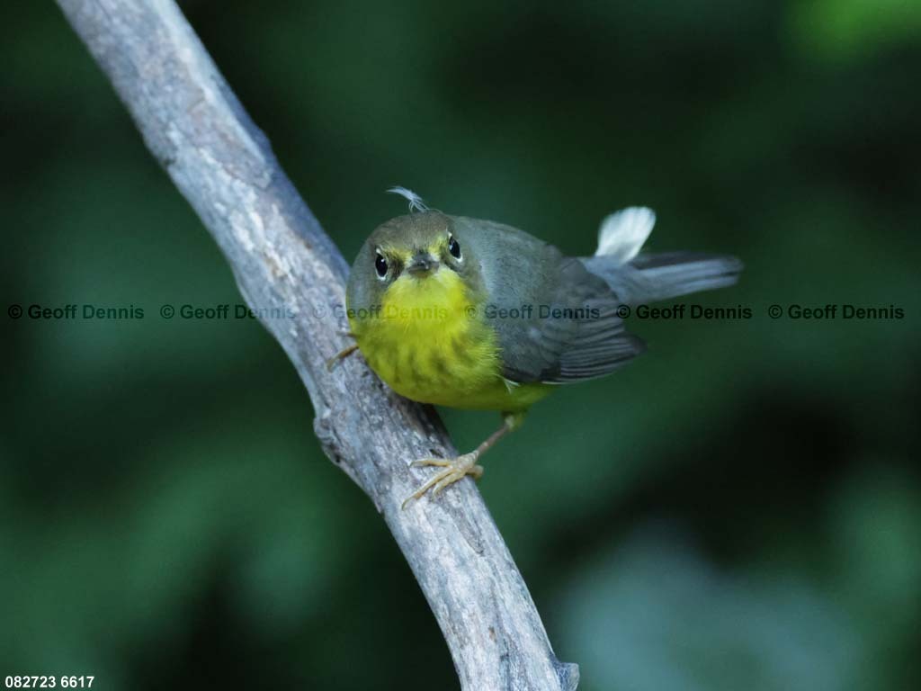 CAWA-BN_Canada-Warbler
