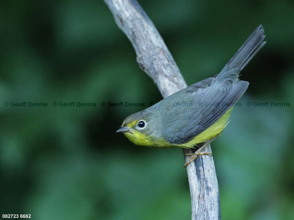 CAWA-BO_Canada-Warbler