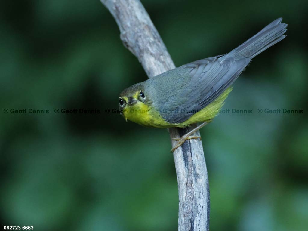 CAWA-BP_Canada-Warbler