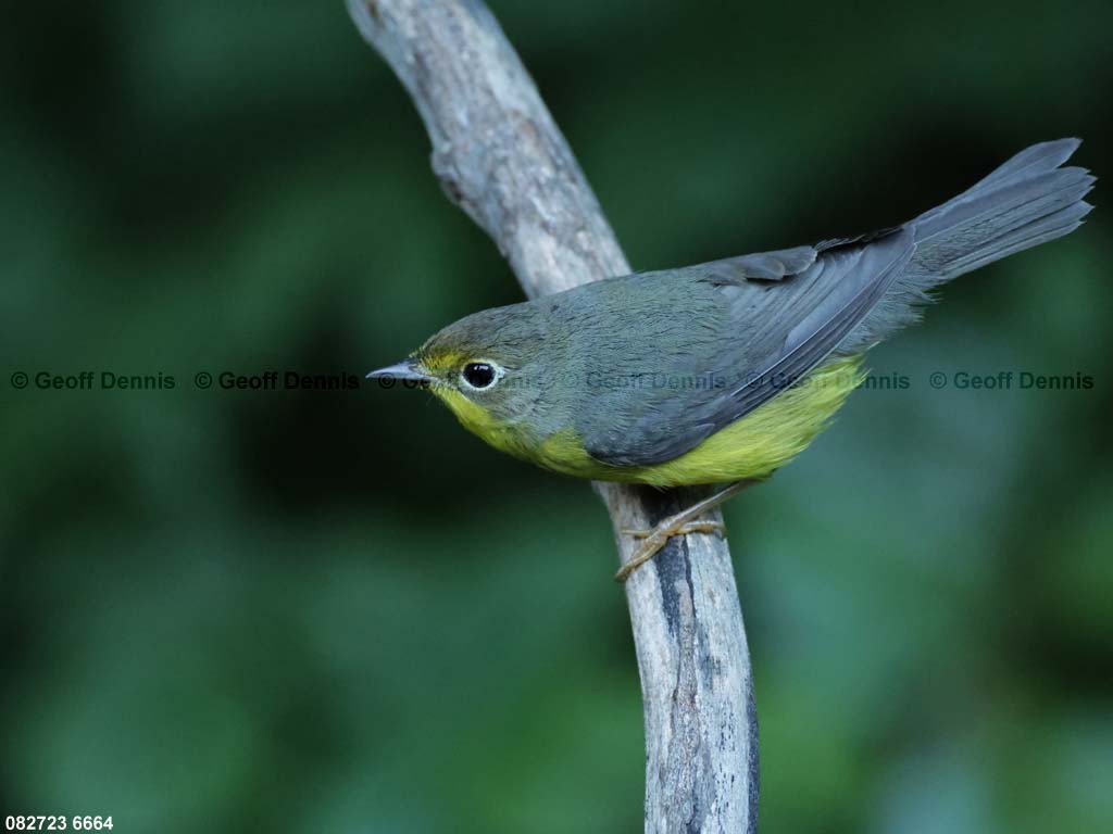 CAWA-BQ_Canada-Warbler