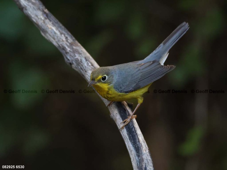 CAWA-BR_Canada-Warbler