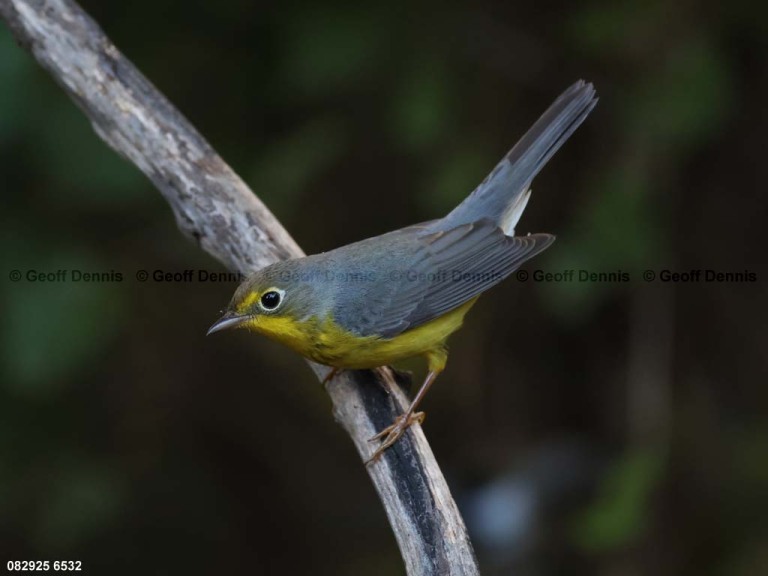CAWA-BS_Canada-Warbler