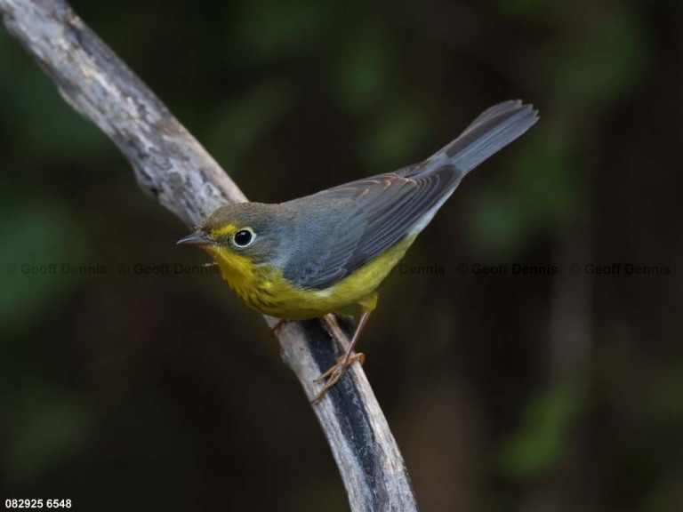 CAWA-BU_Canada-Warbler