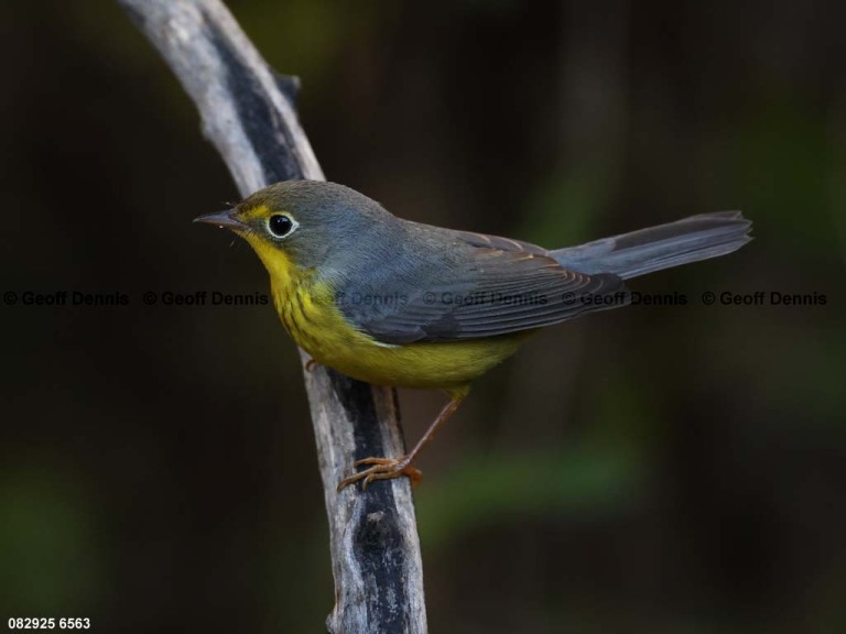 CAWA-BV_Canada-Warbler