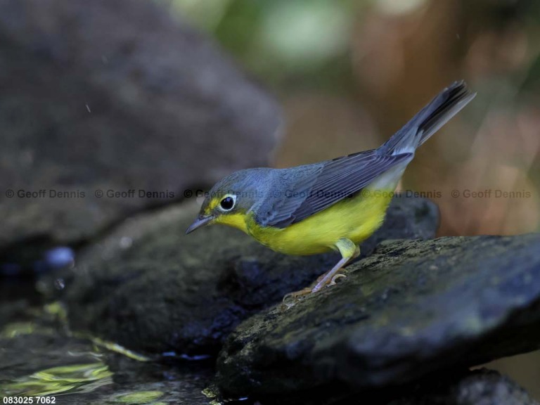CAWA-BW_Canada-Warbler
