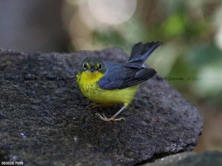 CAWA-BY_Canada-Warbler