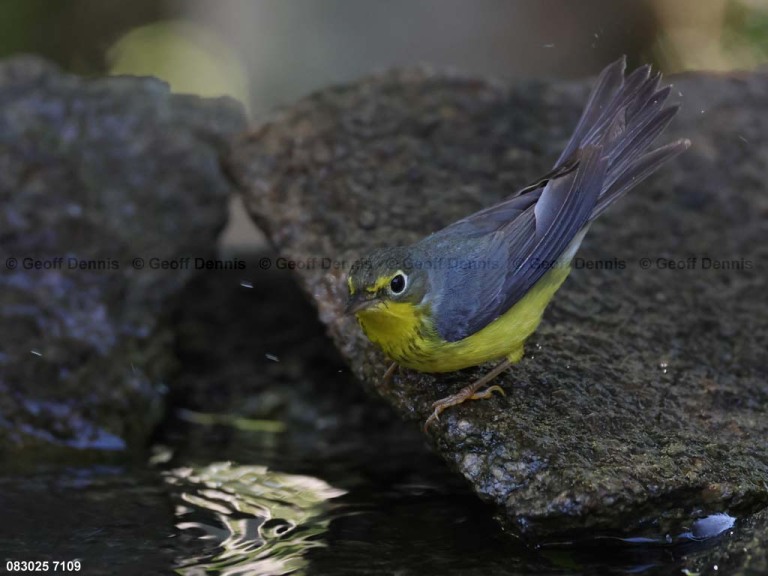 CAWA-BZ_Canada-Warbler