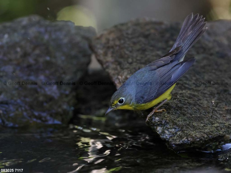 CAWA-CA_Canada-Warbler