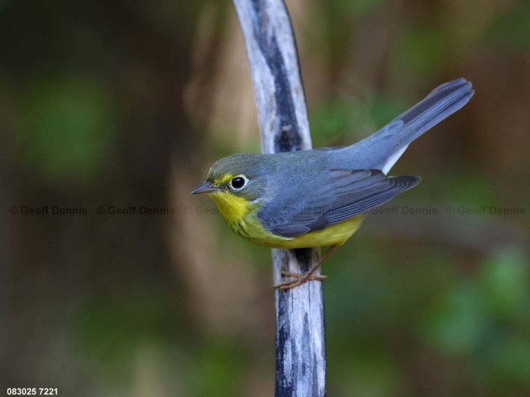 CAWA-CB_Canada-Warbler