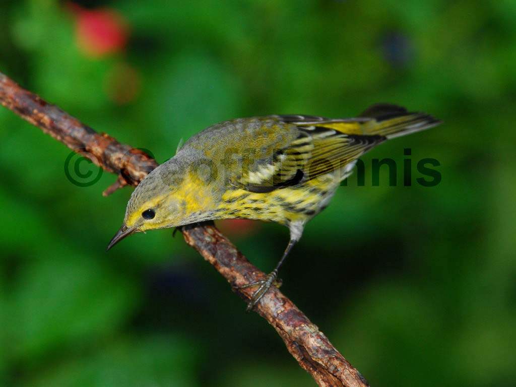 CMWA-AA_Cape-May-Warbler