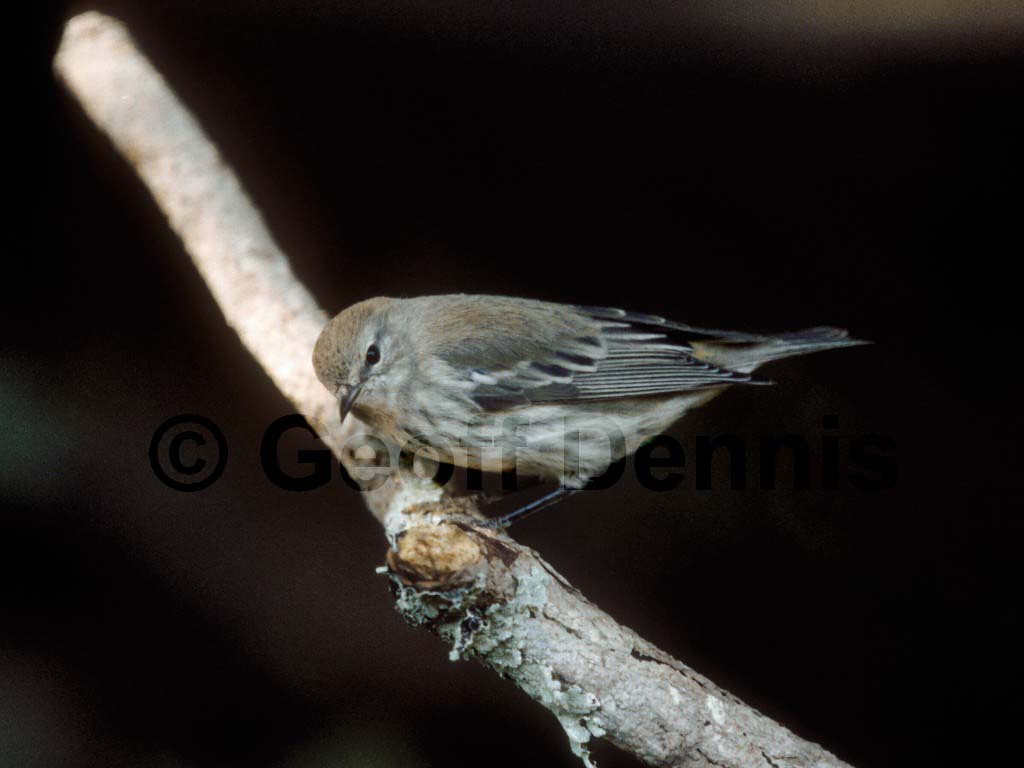 CMWA-AB_Cape-May-Warbler
