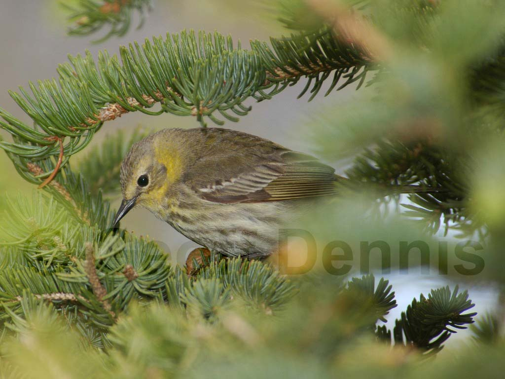 CMWA-AC_Cape-May-Warbler
